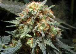 Herijuana-Strain