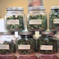marijuana-jars Marijuana cannabis in jars.