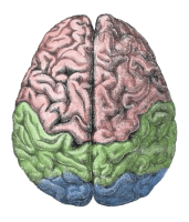 Cerebral_lobes