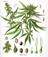 640px-Cannabis_sativa_Koehler_drawing