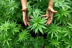 medical marijuana strains