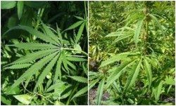 hemp vs cannabis