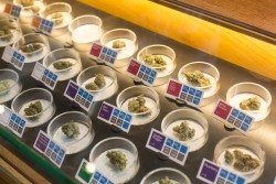 DPA-stockphotos-cannabis-flowers-quality-testing_1733