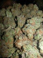 medical marijuana strains medical marijuana strains