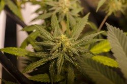 Marijuana Grow Brett Levin Marijuana Grow Brett Levin