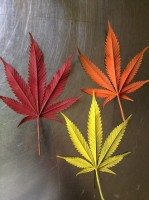 Full colored cannabis Jurassic Blueberries Full colored cannabis Jurassic Blueberries