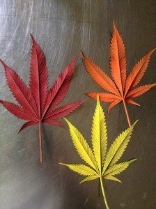 Full colored cannabis Jurassic Blueberries