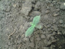 IMG_20160113_182801 marijuana sprout