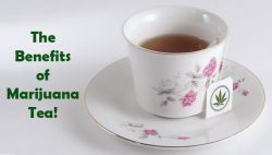 marijuana tea benefits marijuana tea benefits