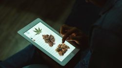 marijuana and technology