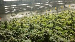 20161102_184549-1 CannabisGrowing