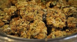 grapecrushcannabis-freeusage-750x410-min Grape Crush Marijuana