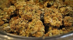 grapecrushcannabis-freeusage-750x410-min Grape Crush Marijuana