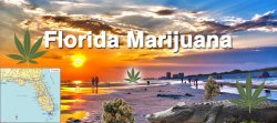 florida amendment 2 marijuana florida amendment 2 marijuana