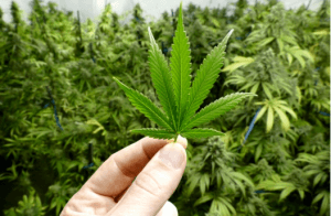 10 Unexpected Medical Uses Of Marijuana