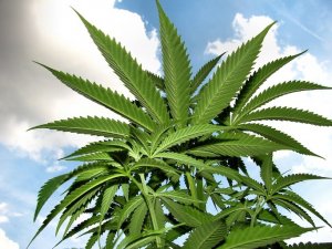 cannabis plant sky-683 cannabis plant