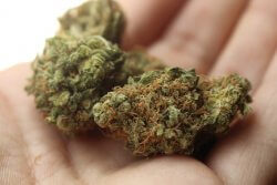 Cannabis Buds in hand-Pixabay-No attribution required Weed Buds