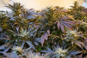marijuana-683 cannabis