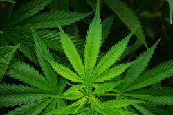 Cannabis-leaf-hemp-683 Cannabis leaf