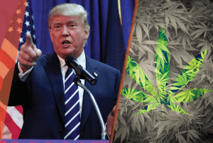 TrumpMarijuana